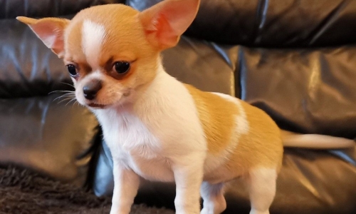 Chihuahua bicolore