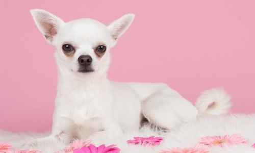 Chihuahua couleur blanc