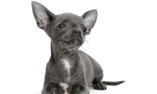 Chihuahua couleur bleu