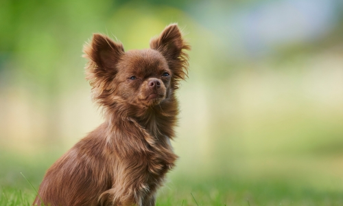 Chihuahua couleur chocolat