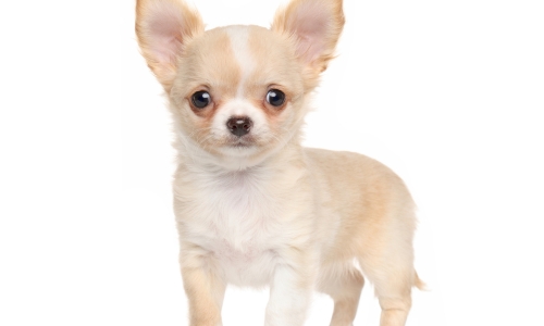 Chihuahua couleur crème