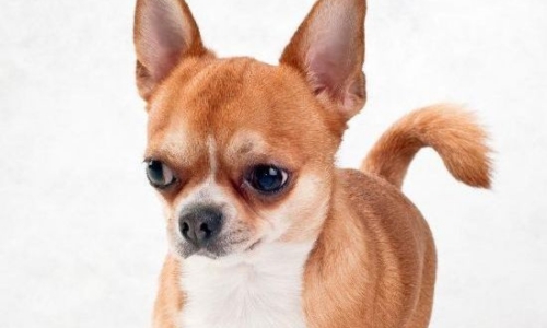 Chihuahua couleur fauve