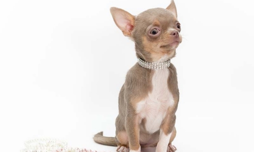 Chihuahua couleur lavande