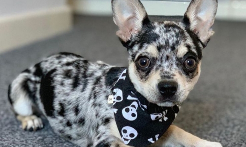 Chihuahua couleur merle