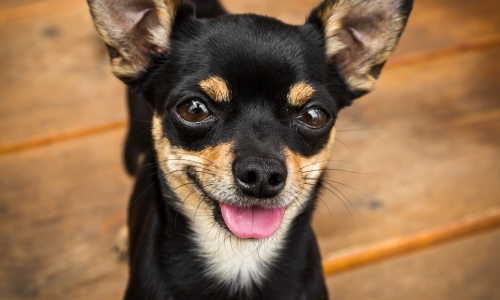 Chihuahua noir et feu