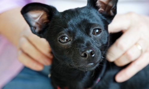 Chihuahua couleur Noir