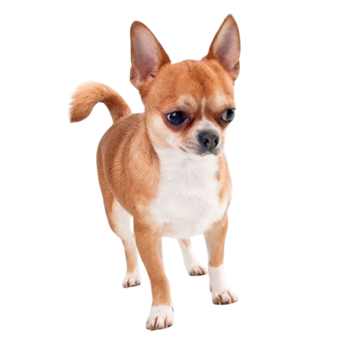 Chihuahua Fauve