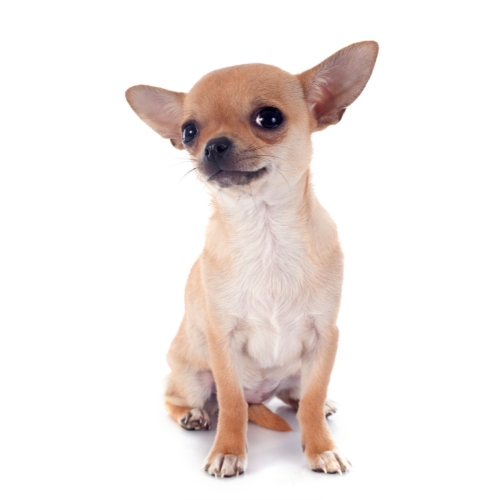 Chihuahua à poils courts