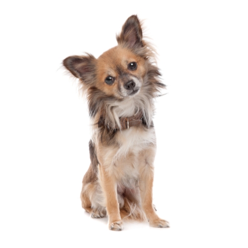 Chihuahua à poils longs