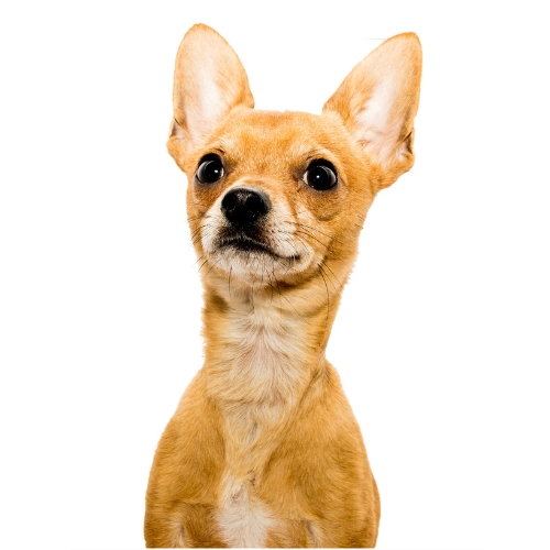 Chihuahua Tête de cerf