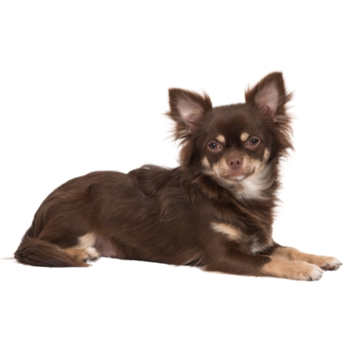Chihuahua Tête de pomme
