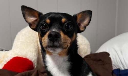 Chihuahua tricolore