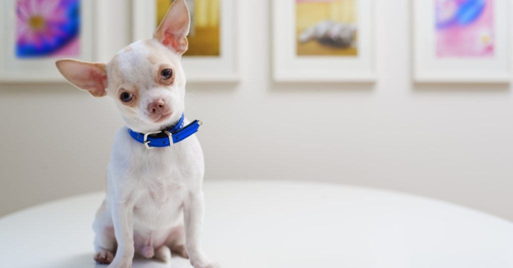 Les différentes couleurs de chihuahuas