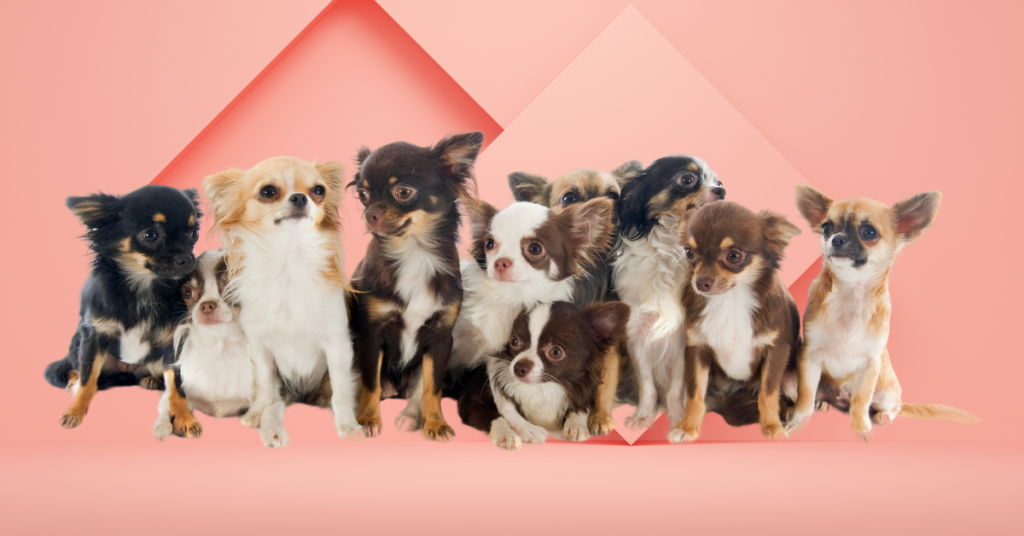 Les différents types de Chihuahuas